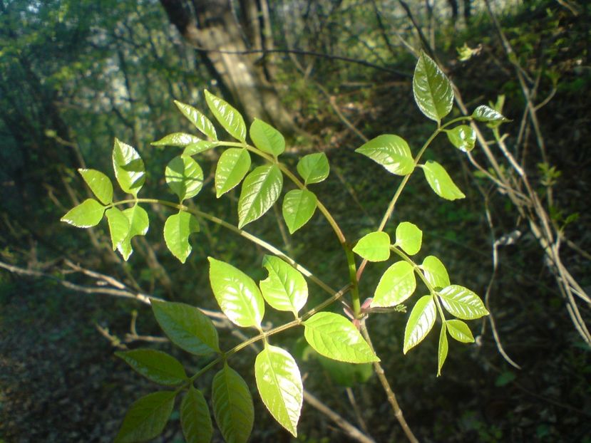  - Primavara in padure si nu numai