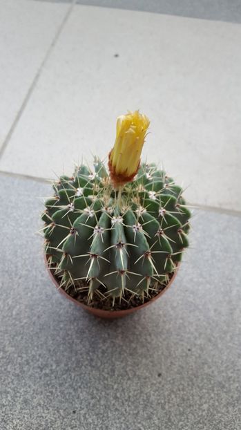  - Notocactus buiningii N