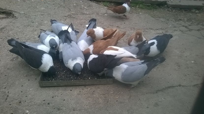  - porumbei mei strasseri