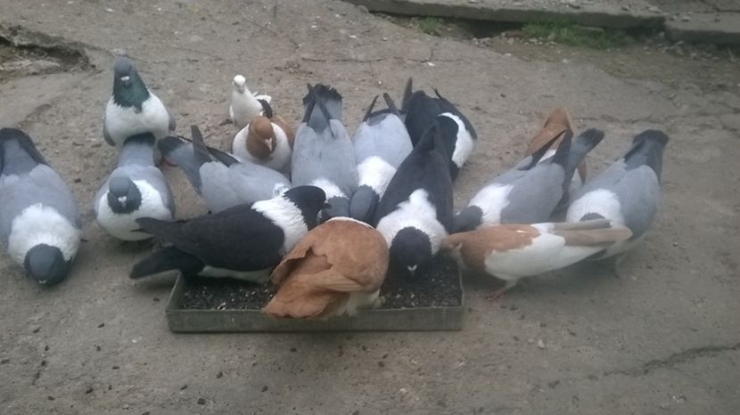  - porumbei mei strasseri