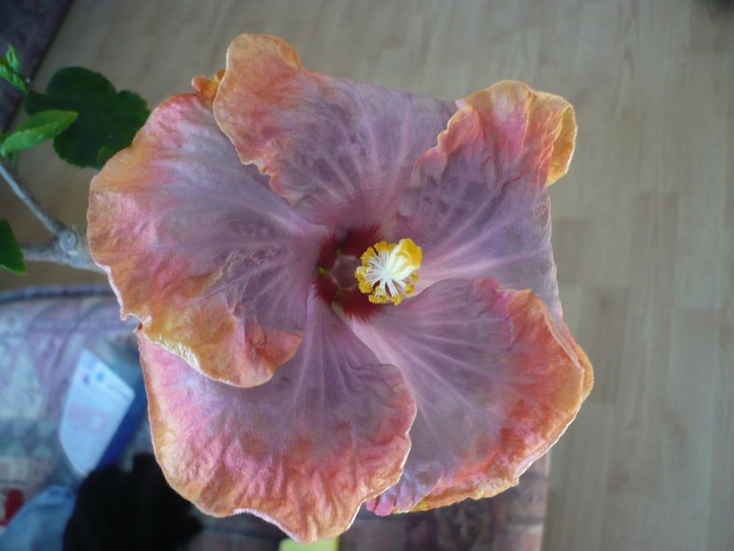 P1310491 - HIBISCUSI 2017-1