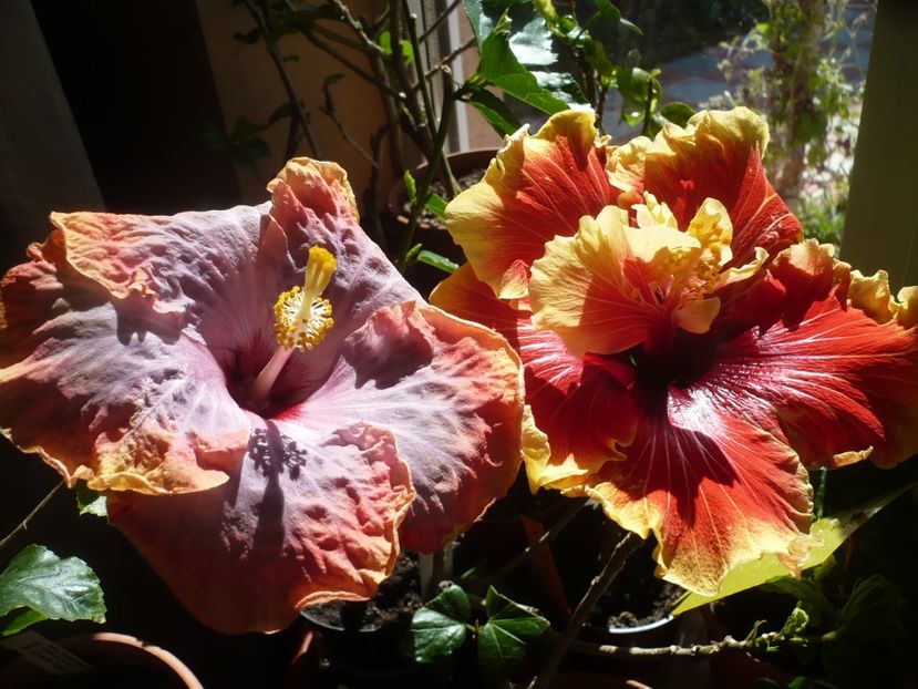 P1310502 - HIBISCUSI 2017-1