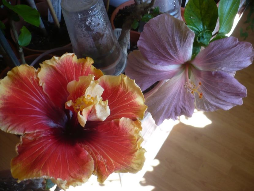 P1310481 - Tahitian Spotted Sun