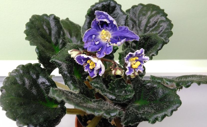 10.04 - RS Jar Ptita