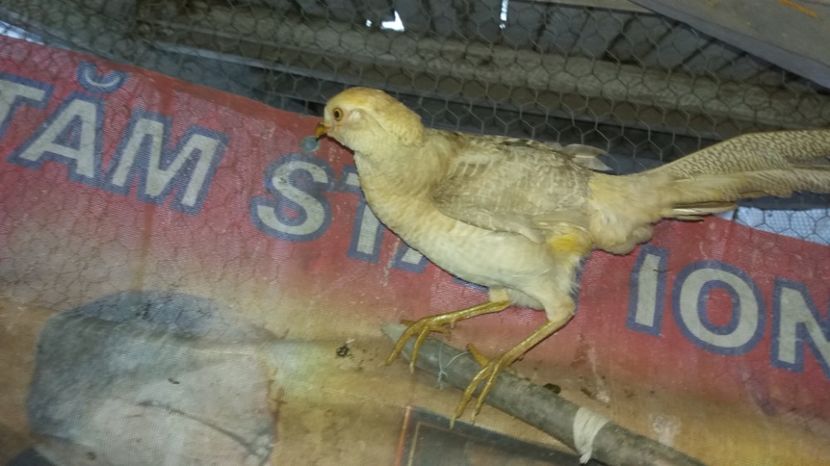  - Fazani Auriu pe Galben