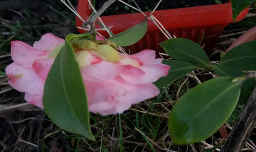 roz11apr2017 - Camellia