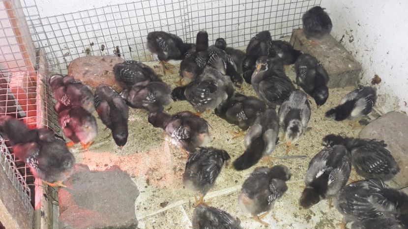  - d Puisori de gaina