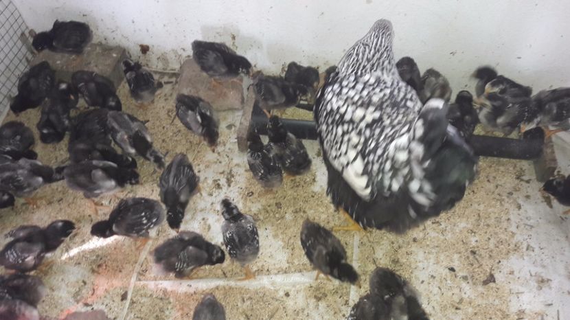  - d Puisori de gaina