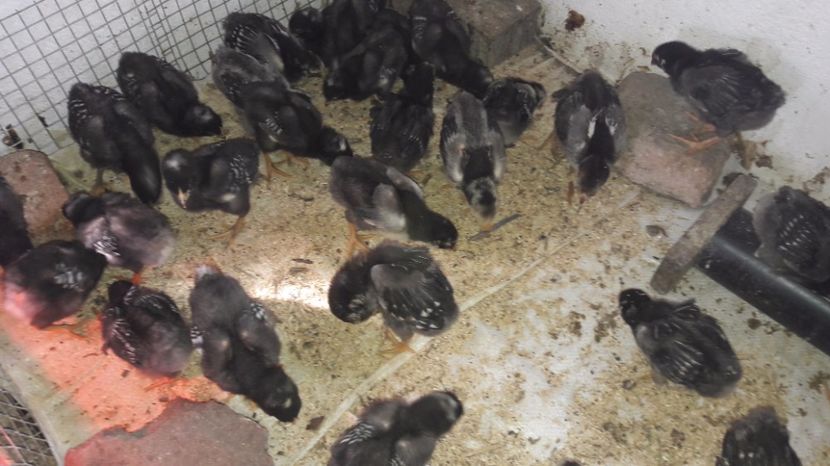  - d Puisori de gaina