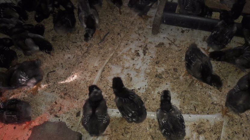  - d Puisori de gaina