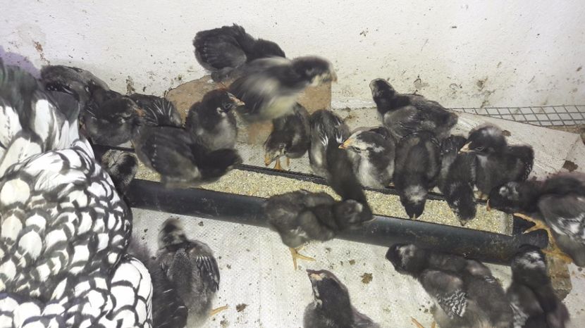  - d Puisori de gaina