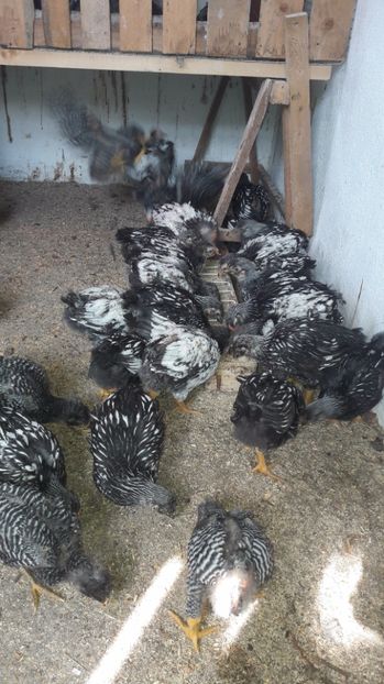  - d Puisori de gaina