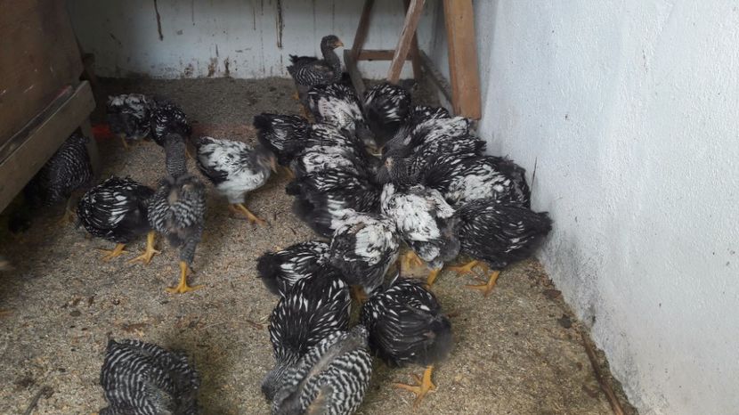  - d Puisori de gaina