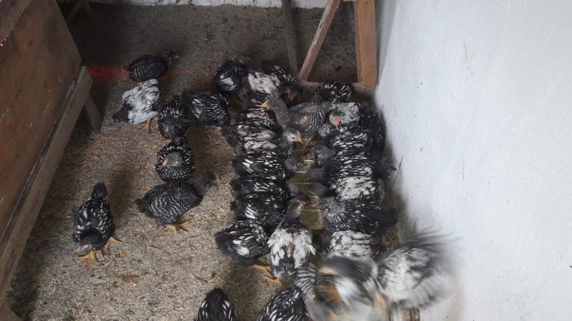  - d Puisori de gaina