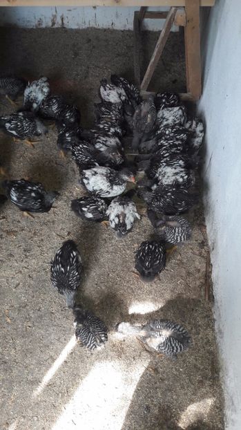  - d Puisori de gaina