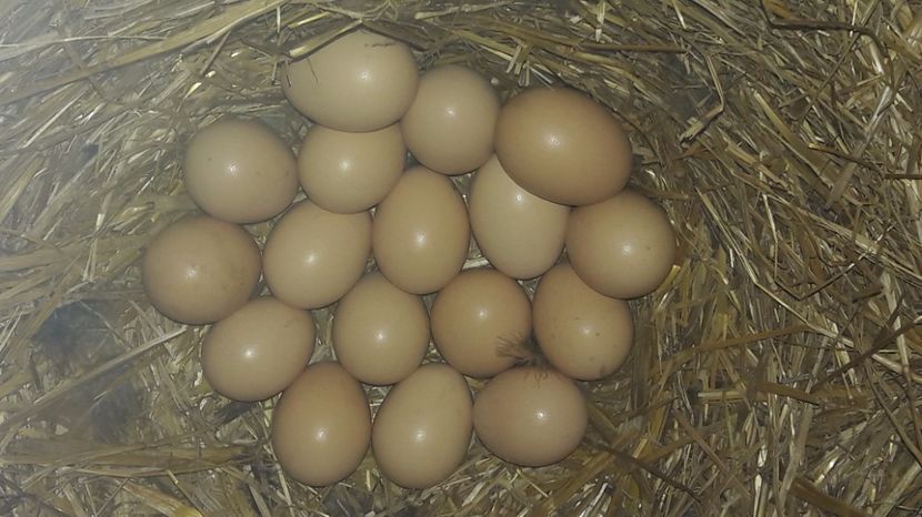  - d Puisori de gaina