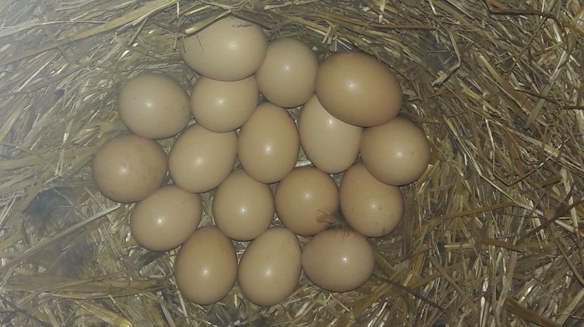  - d Puisori de gaina