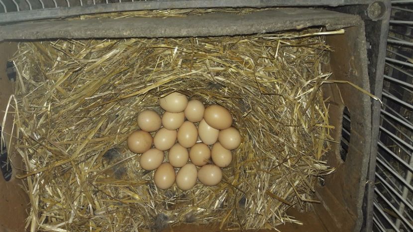  - d Puisori de gaina