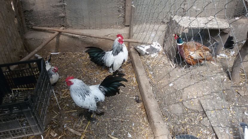  - Mii de flori herminat deschis