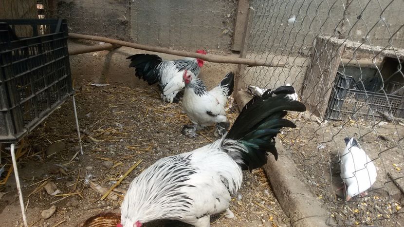  - Mii de flori herminat deschis