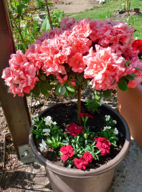Pomisor - Azalee si Rhododendroni