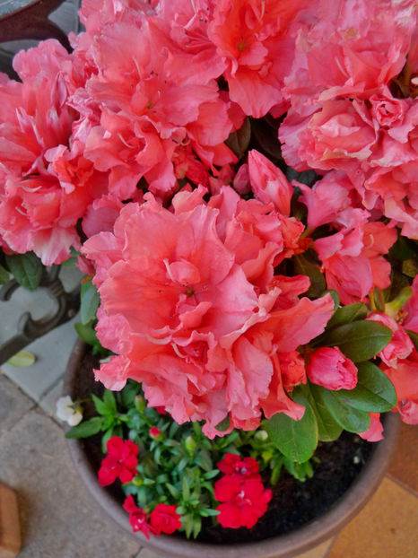  - Azalee si Rhododendroni