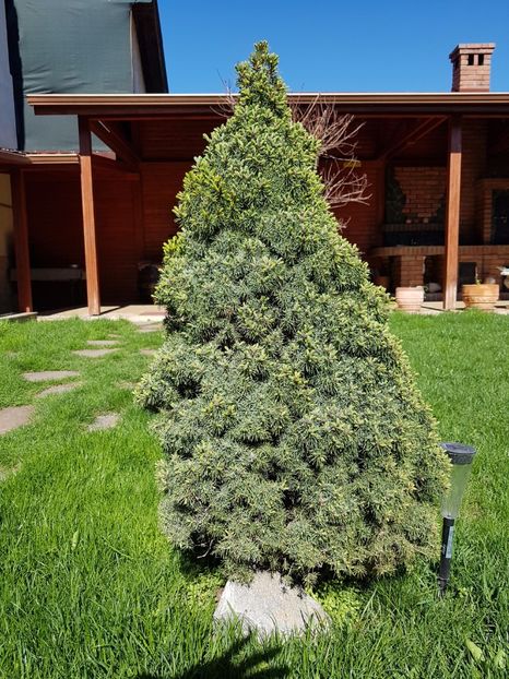 Picea glauca - Conifere si arbusti