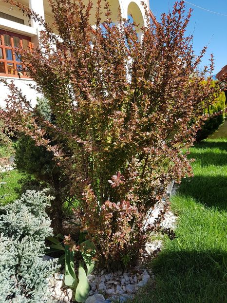 Berberis rosu - Conifere si arbusti