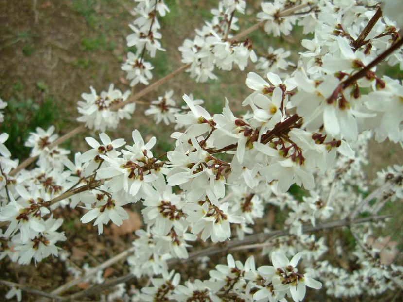 abeliophyllum_distichum - DORINTE  - PLANTE SI ARBUSTI 2017