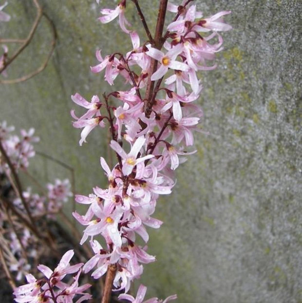 Abeliophyllum distichum 'Roseum' - DORINTE  - PLANTE SI ARBUSTI 2017