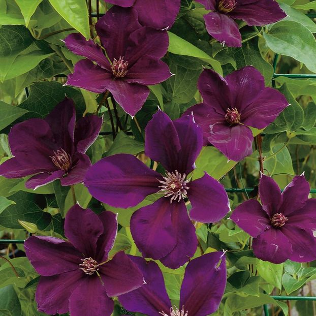 Clematis-Gipsy-Queen- de pe net - Clematite