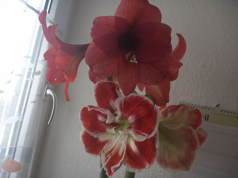 WIN_20170412_091953 - diverse_floricele