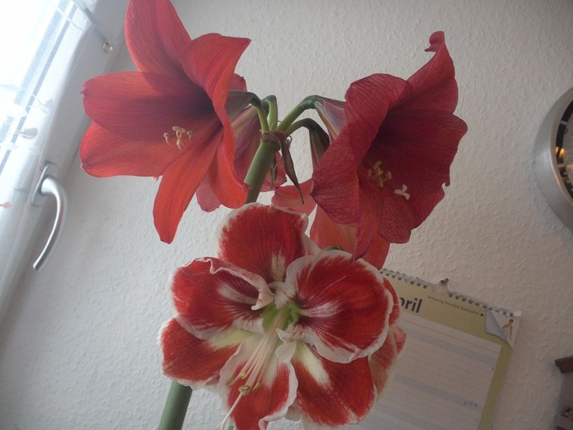 WIN_20170412_092027 - diverse_floricele