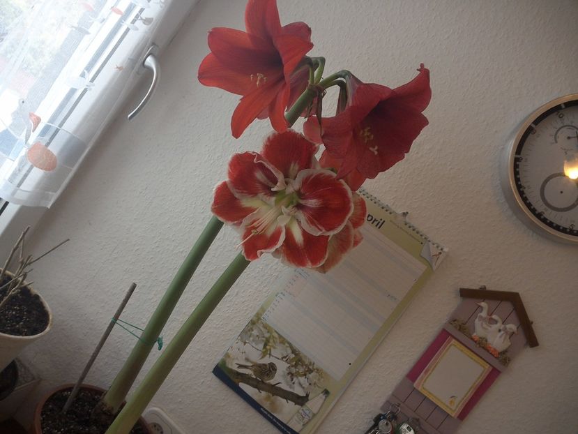 WIN_20170412_092232 - diverse_floricele