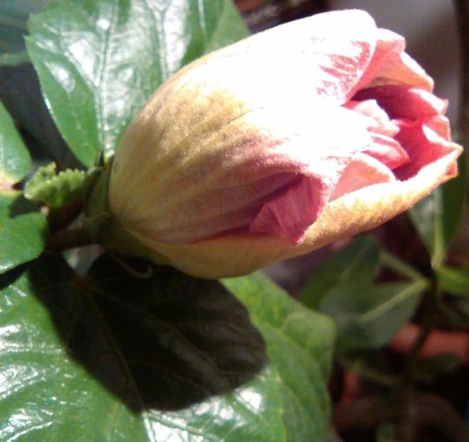  - Hibiscus Thunderhead