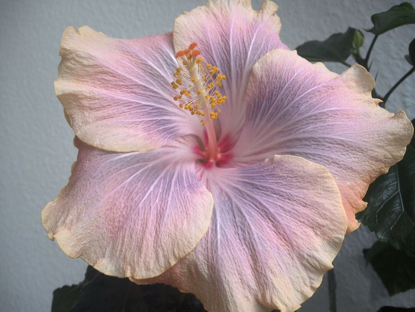 Silver Memories - 0Hibiscus in colectie infloriti