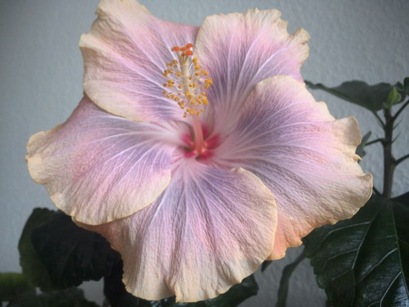 Silver Memories - 0Hibiscus in colectie infloriti