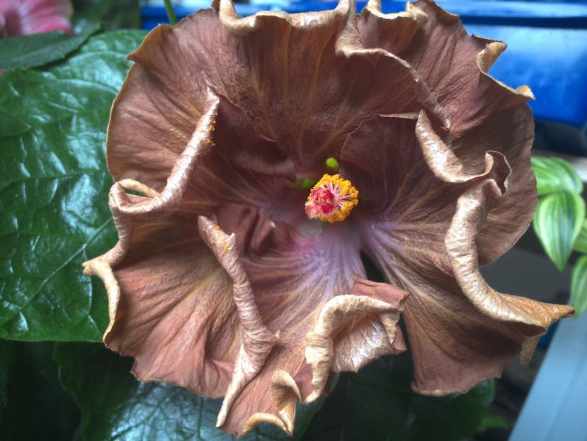 WIN_20170412_095711 - Moorea Silver Storm