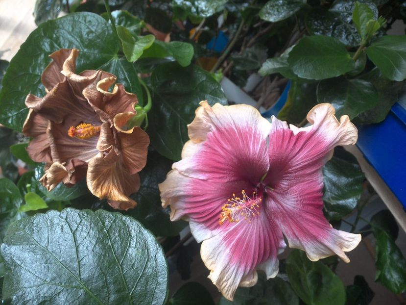 WIN_20170412_101644 - 02Hibiscus