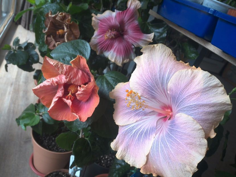 WIN_20170412_101652 - 02Hibiscus