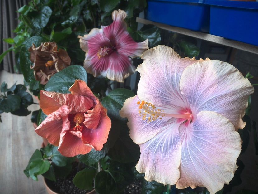 WIN_20170412_101708 - 02Hibiscus