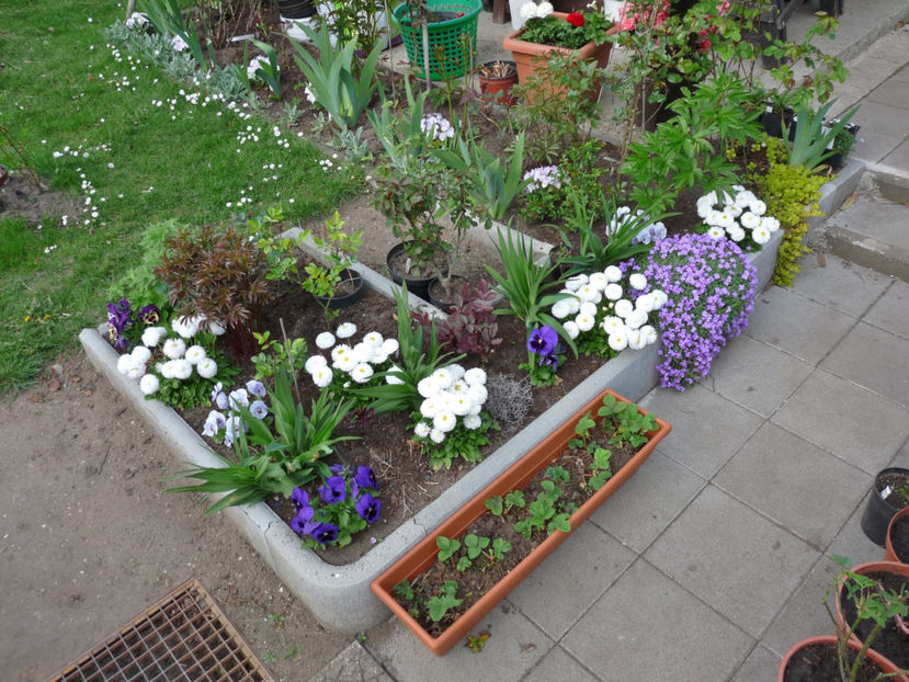 P2060900 - 2017 - 01 - Primavara