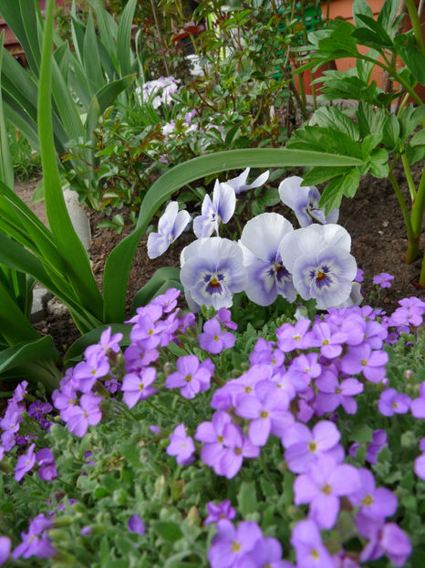 P2060901 - 2017 - 01 - Primavara