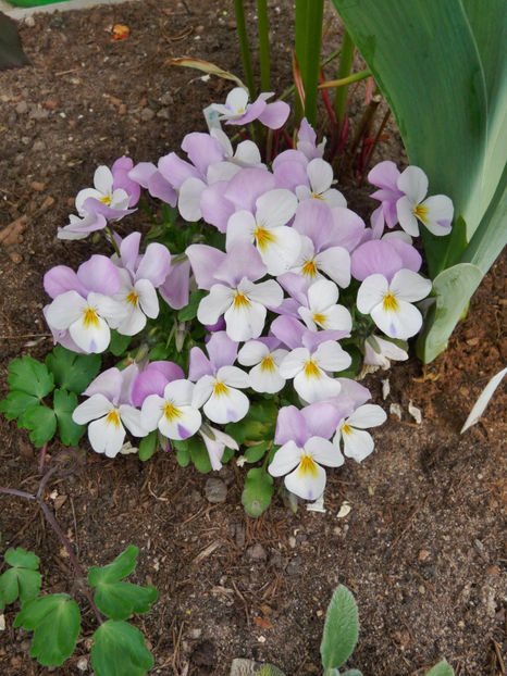 P2060905 - 2017 - 01 - Primavara