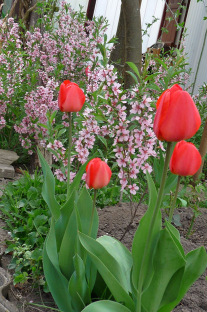 P2060888 - 2017 - 01 - Primavara