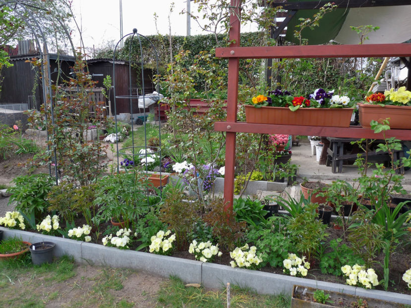 P2060879 - 2017 - 01 - Primavara