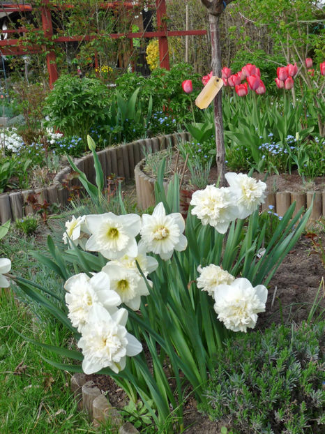 P2060867 - 2017 - 01 - Primavara