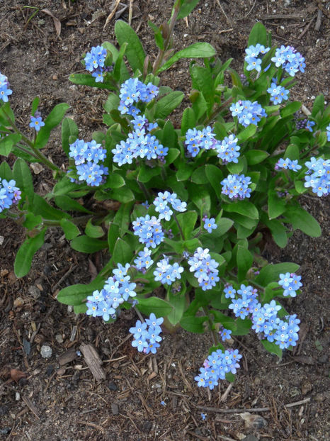 P2060870 - 2017 - 01 - Primavara