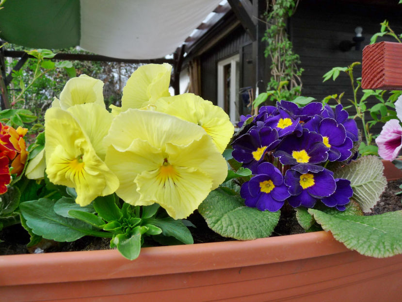 P2060877 - 2017 - 01 - Primavara