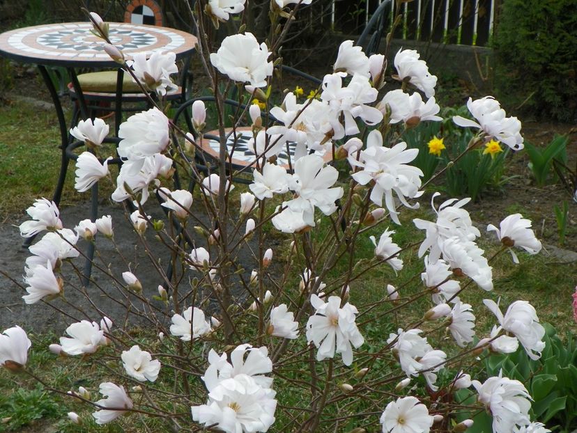 magnolia stellata - Copacei si arbusti 2017